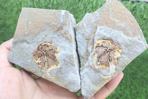 Ophiura stella marina fossile
