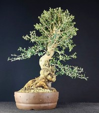 BONSAIOlea europaea