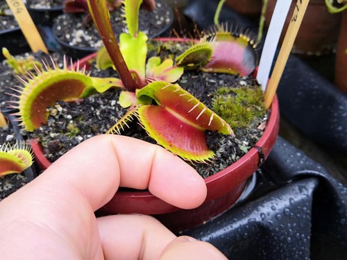 Dionaea muscipula darwin - --, "darwin"