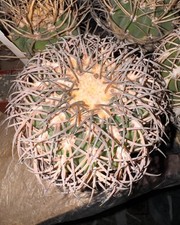Gymnocalycium Spegazzinii 'TOM