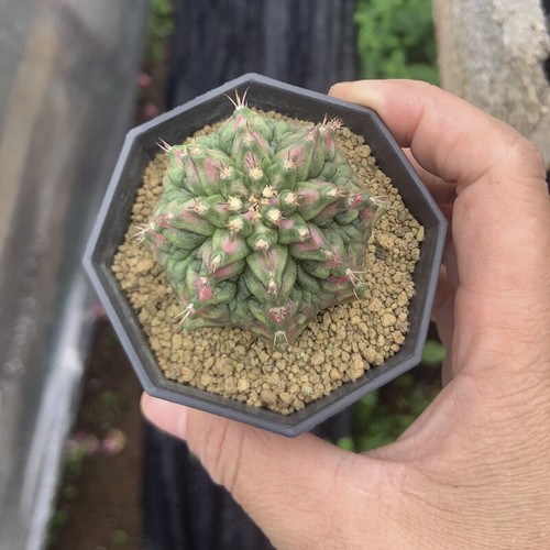 Pianta cactus succulenta - di,