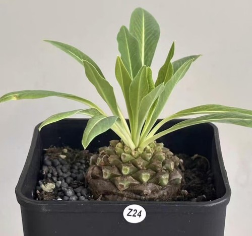 Rara euphorbia bupleurifolia - rara,