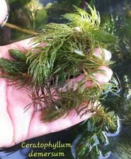 25 steli Ceratophyllum demersum Pianta Laghetto Acquari Pesci Ossigenante alghe