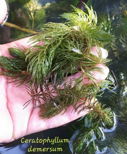 Steli ceratophyllum - steli,