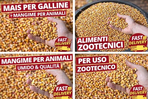 Mais granoturco mangime per - mangime,