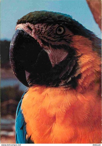 Carte postale animaux - -,