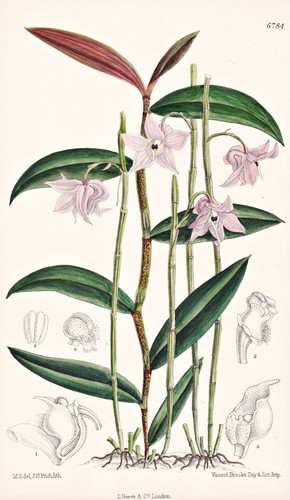 Dendrobium aduncum cina - dendrobium,