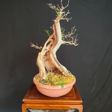 PRE BONSAI ESEMPLARE DI