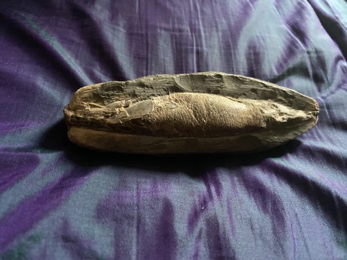Fossile pesce rhacolepis - fossile,