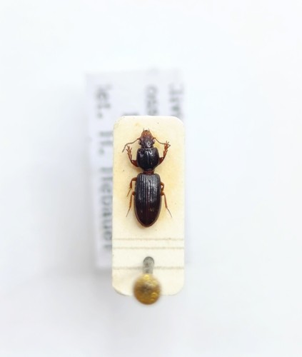 Entomology taxidermy - entomology,