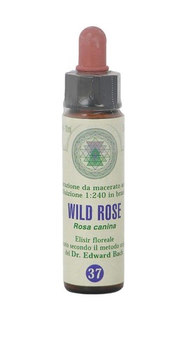 Wild rose 37 princeps - nr.,