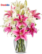 - Splendidi gigli rosa e