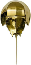 Brass Horseshoe Crab Door