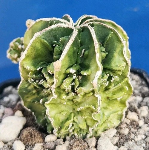 Astrophytum fukuryu double - astrophytum,