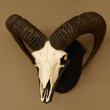 Muflone (Ovis Gmelini Musimon)