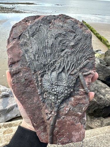 Moroccan crinoid - moroccan,