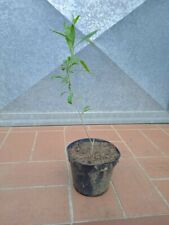 pianta Pianta Goji Lycium