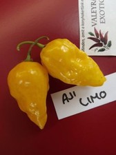 Aji Limo Chili - 5+ semi - cereali - semillas - GIALLO LIMONE RARITÀ! - CH 033