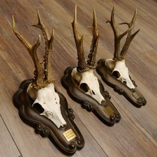 Corna Cervo 3 Pezzi Rehböcke