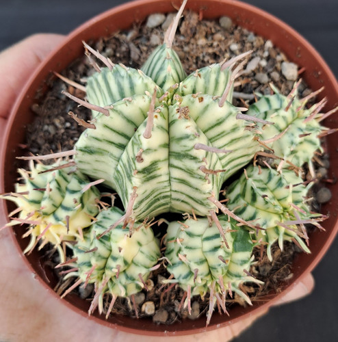 Euphorbia meloformis - , f