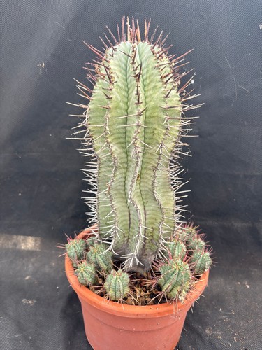 Euphorbia horrida big - horrida,