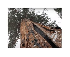 20 piante di sequoia