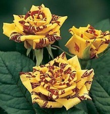 70 SEMI DI ROSA SIMSALABIM