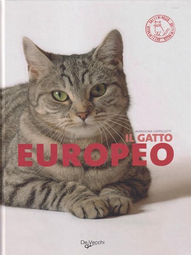 Gatto europeo cappelletti - gatto,