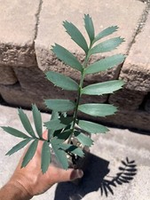 Encephalartos Arenarius TRUE