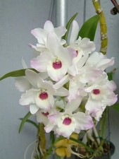 Dendrobium Nobile - Labbro