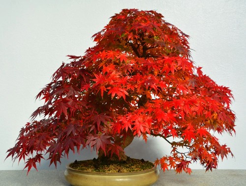 Semi acer palmatum - palmatum,