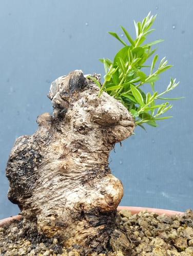 Bonsai olivastro 21x17cm - olivastro,