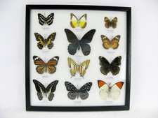 12 farfalle vere, imbottite