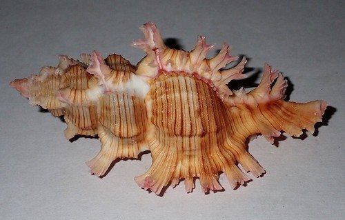 Conchiglia 102 dimensioni - 102,
