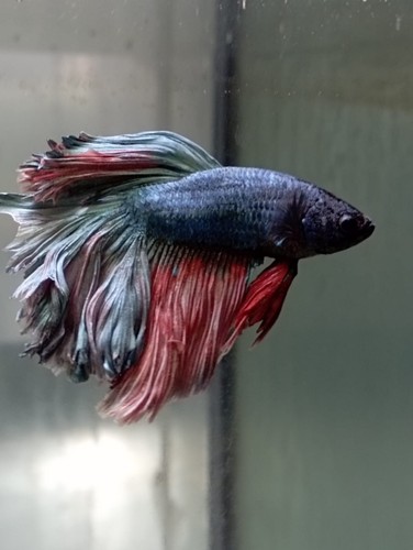 Betta halfmoon rosetail - halfmoon,