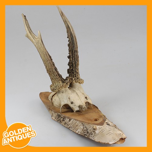 Roe deer antlers horns wall - roe,