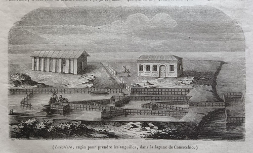 Stampa antica 1844 - , anguille