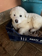 cuccioli di maremmano