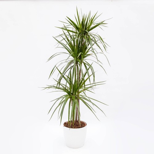 Pianta dracaena marginata - pianta,