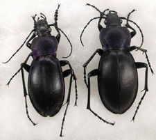 Carabidae Carabus