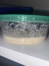 Microworms di farina d'avena