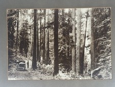 Antica foto Oregon Logging