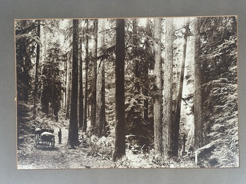 Antica foto oregon logging - foto,