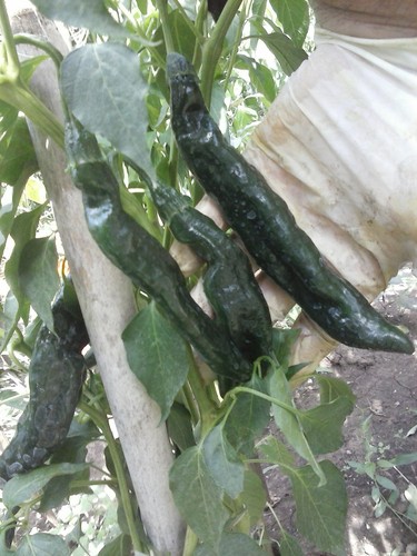 Peperoncino pasilla bajo - peperoncino,