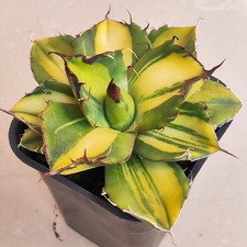 Rare Cacti Agave titanota