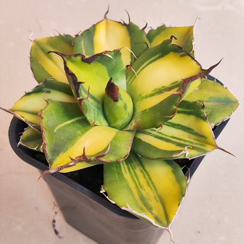 Raro cactus agave titanota - cactus,