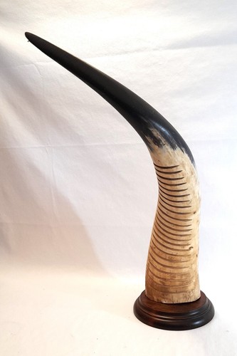 Grande corno bue africano - bue,