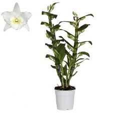 Dendrobium Nobile Orchidea