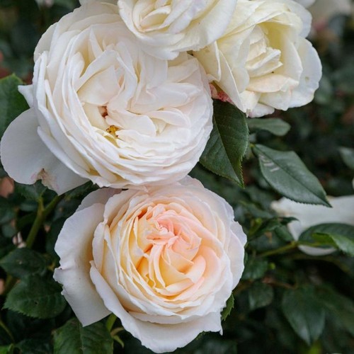 Pianta rosa camille claudel - pianta,
