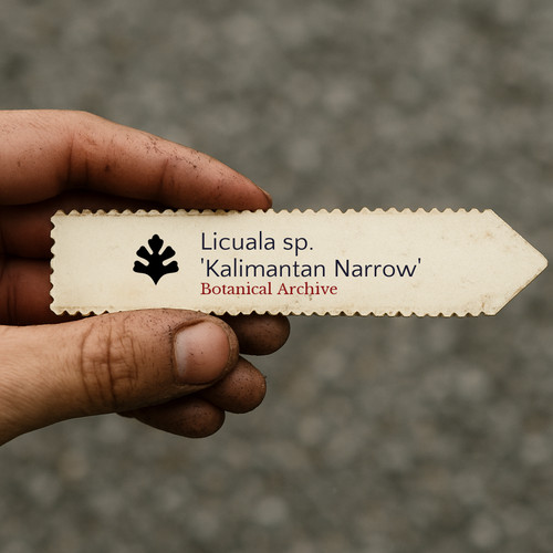 Licuala kalimantan - sp., 'kalimantan